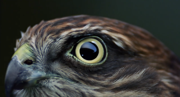 華為Mate 30系列夜拍或有嚴重提高 超級夜景視頻來了？