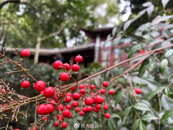 iPhone 11樣張（圖片來自@阿天拍攝）