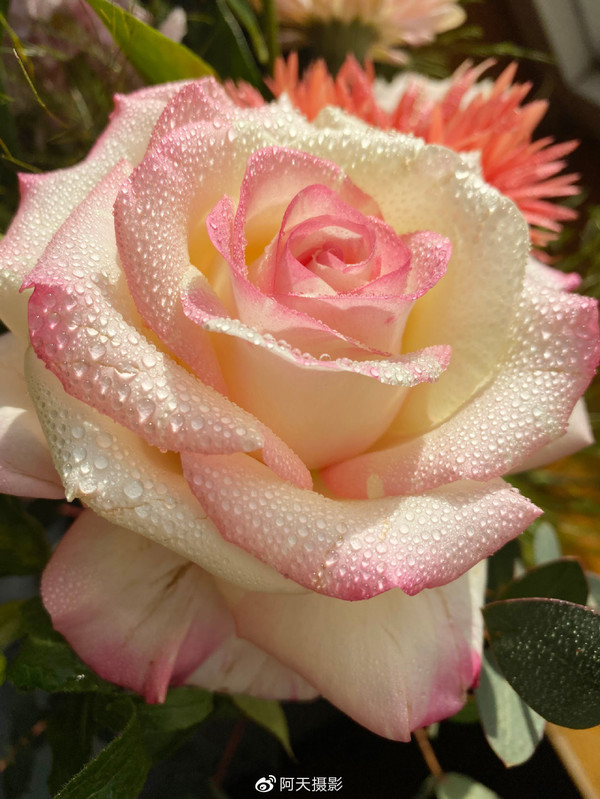 iPhone 11樣張（圖片來自@阿天拍攝）