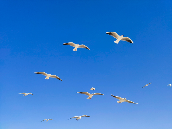 產(chǎn)品司理秀iQOO 3強悍攝影實力：超廣角+50mm人像